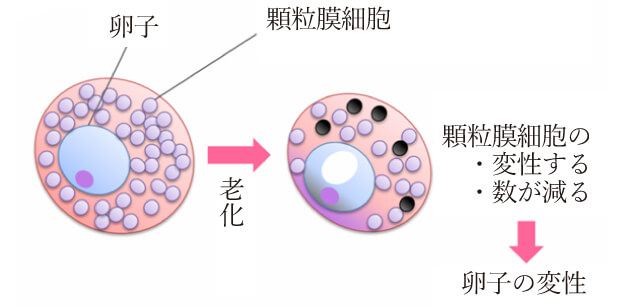 卵子の老化と顆粒膜細胞