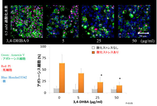 酸化ストレスによる細胞死に対する梅成分3,4-DHBA の効果を検討